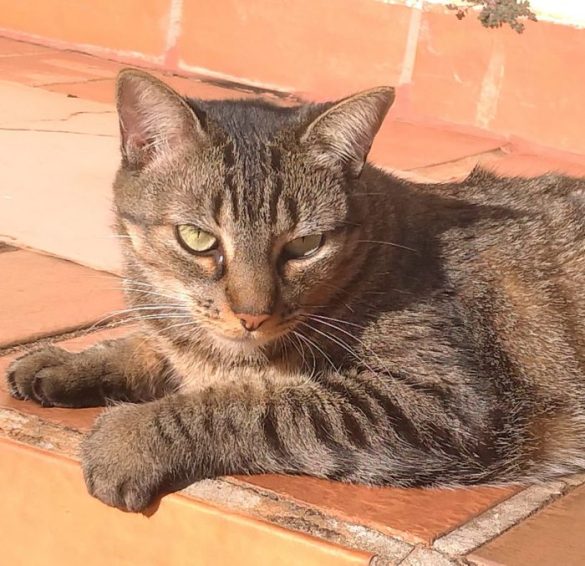 Ainda não encontramos a Mel, essa gata linda e dócil. Nosso receio é de que ela esteja em apuros, machucada ou presa em algum lugar.

No dia 08/11 (última sexta-feira) ela provavelmente escapou quando abri o portão de casa , por volta das 06 hs e 30 minutos. Sei que a possibilidade dela ter ido embaixo do carro é baixa. Mas, existe e ela pode ter pulado em algum momento. Meu trajeto foi : City Ribeirão, Nova Ribeirânea, Ribeirânea ( Avenida Costábile Romano), Avenida Nove de Julho até a Barão do Amazonas. Parei o carro por esta região por uns 20 minutos e então fui para o Jardim Irajá, próximo à Famosa Pizza da Wladimir Meirelles (duas ou três paralelas para dentro do bairro) e meu carro ficou estacionado durante toda a manhã lá.

Se alguém avistá-la ou encontrá-la, por favor, entrar em contato com Carolina: 16-98146-1004.
Estamos sentindo muita falta da companhia dela.  Nos ajudem! Obrigada!