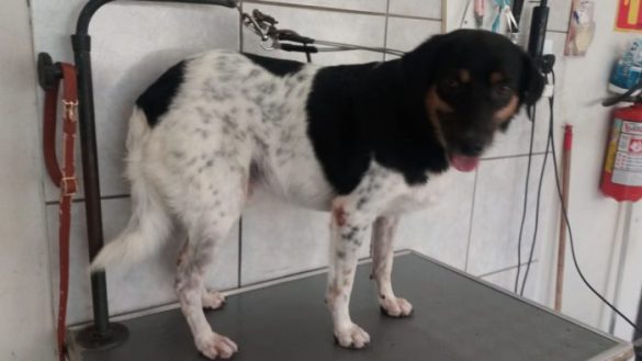 Este é o Rony Von acabou de tomar banho e está a procura de um lar e um dono responsável. Contato: 99226-0413.