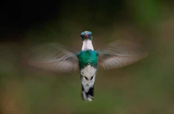  “Aquarela das Asas”, de Tiago Corazza, do Fotoclube Ajac - Foto: TIAGO CORAZZA  